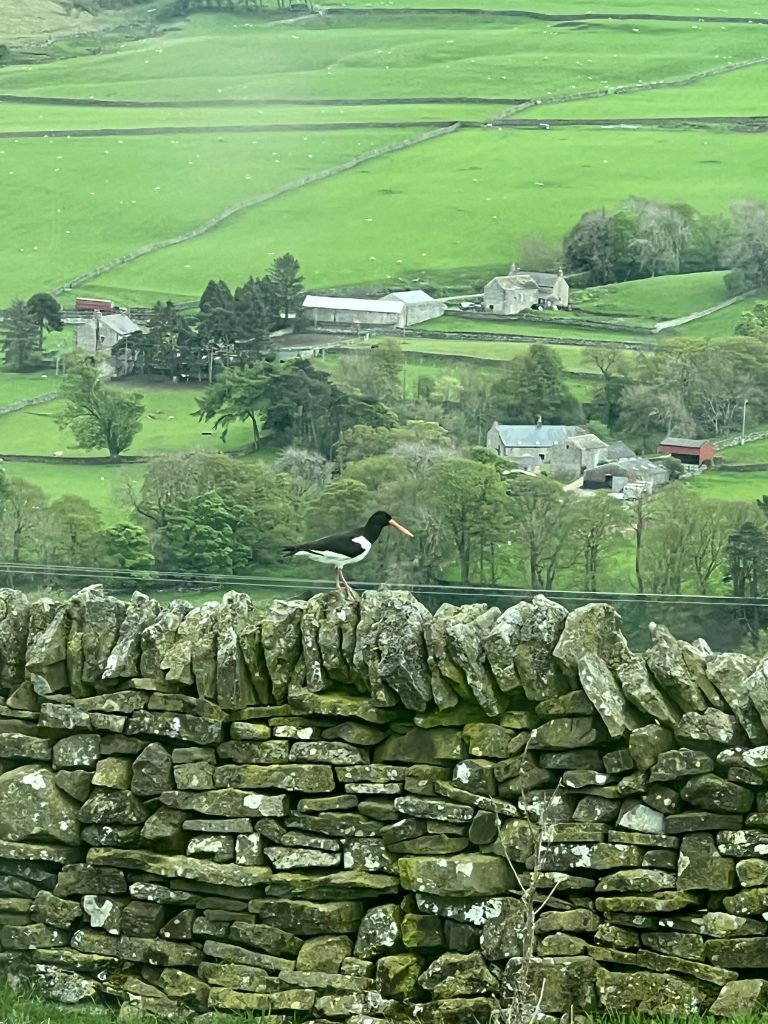 Oystercatcher sitting on a wall in Weardale