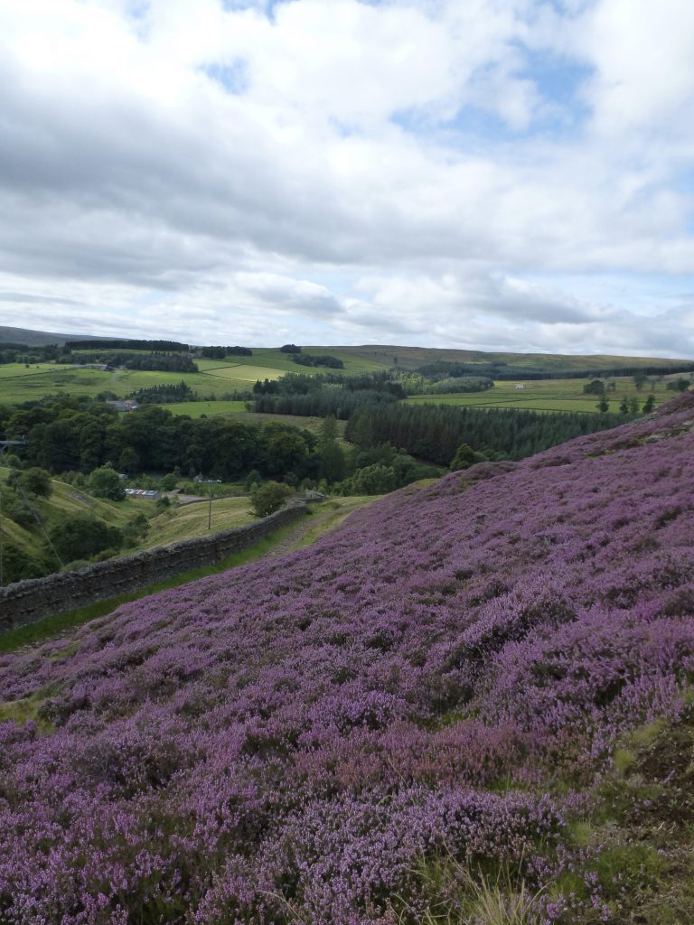 Exploring a steep bank of purple heather with views of the Stanhope valley in the background