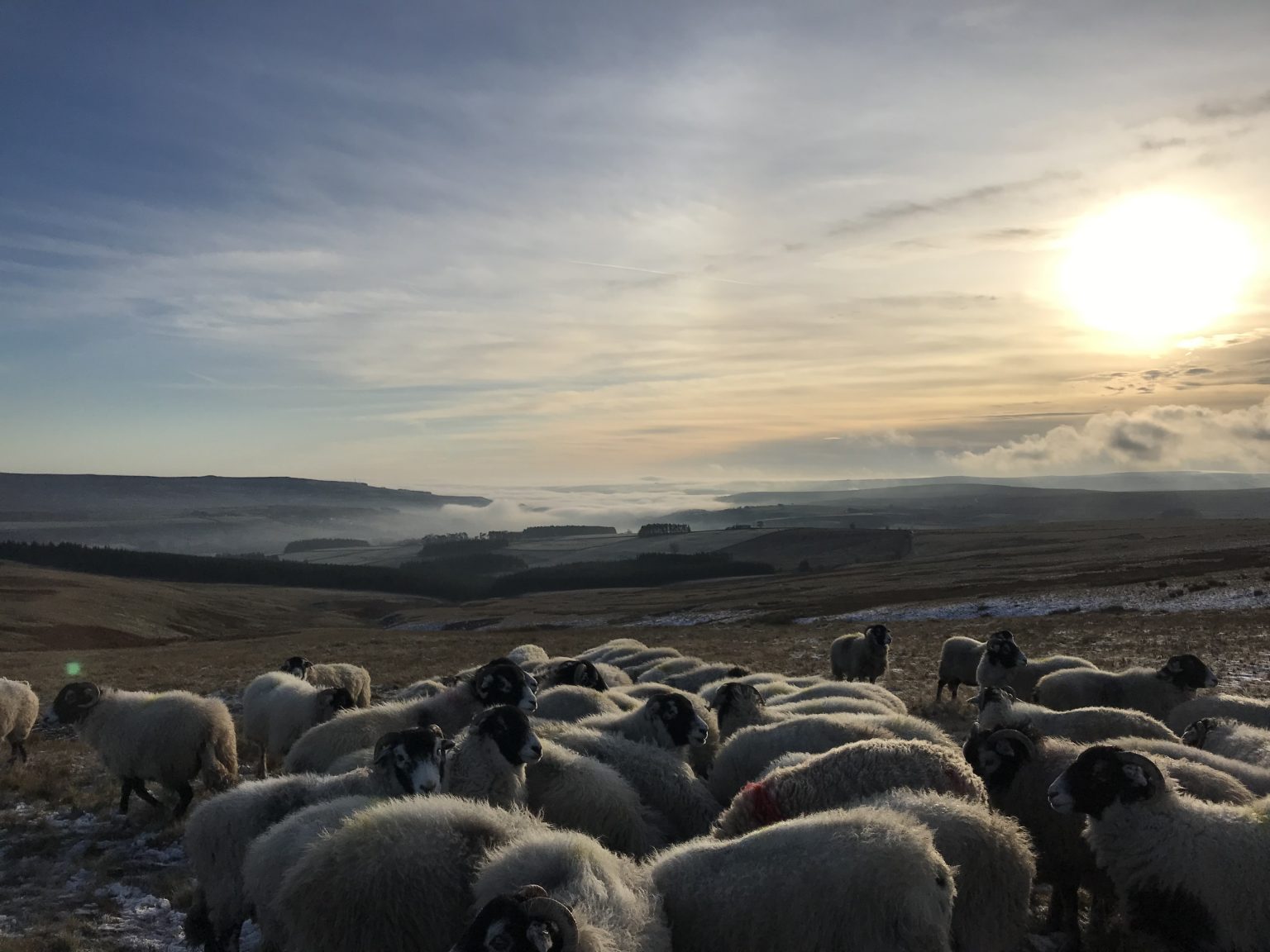 Farming in the North Pennines