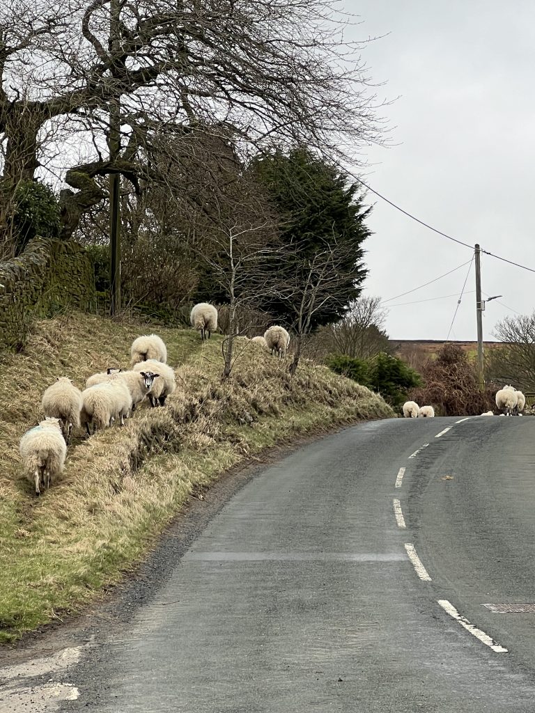 Sheep walking up the road outside Hepple Hill Cottage