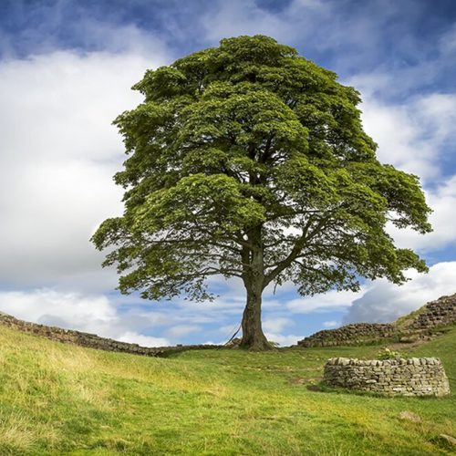 shutterstock_156983114-1-1000x667-1.jpg